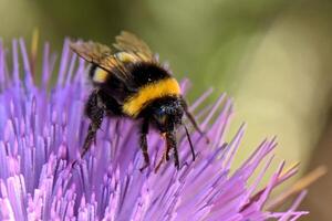 Macro shot captures fuzzy bumblebee with its proboscis extended, busily collecting nectar from the vibrant purple florets of a thistle-like flower. photo