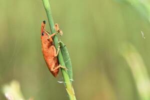 A vivid orange-red weevil with a distinctive snout and long antennae steadily climbs a vibrant green plant stem, captured in sharp focus against a soft, blurred background. photo