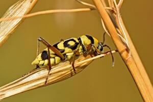 Yellow and black striped Chlorophorus beetle perches on a curved, dried brown leaf, showcasing its distinct patterns against a soft, muted background. photo