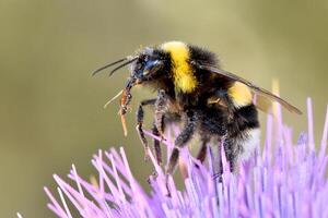 close-up of a large, fuzzy bumblebee covered in golden pollen, actively foraging on the vibrant purple florets of a thistle flower. photo