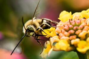 A detailed macro shot captures a fuzzy, long-proboscis bee fly with iridescent eyes and translucent wings, perched delicately on a cluster of vibrant yellow and pink flowers. photo