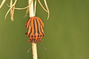macro shot of a brightly colored striped shield bug, showcasing its distinctive red and black patterns, as it clings to a dry plant stem. photo