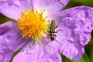 A stunning macro shot of a sleek, metallic green beetle resting gracefully on the delicate petals of a vibrant purple Cistus or rockrose flower. photo