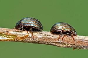 macro close-up features two small, brilliantly iridescent beetles, showcasing their unique striped shells with metallic hues of blue, green, and copper. photo