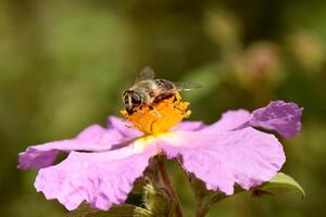 close-up of a bee, adorned with delicate wings and a segmented body, diligently collecting nectar and pollen from the bright yellow center of a soft pink rockrose flower, photo