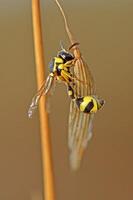 macro shot captures a distinct yellow and black banded potter wasp, Eumenes sp., with its characteristic slender waist, clinging to a dried, golden brown plant stem. photo