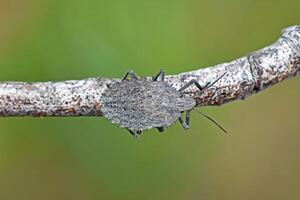 Detailed macro view of a endemic Mustha spinosula stink bug, showcasing its distinctive spiny and textured exoskeleton, perfectly camouflaged on a rough, weathered tree branch photo