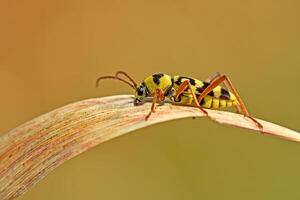 A vibrant yellow and black striped Chlorophorus beetle perches on a curved, dried brown leaf, showcasing its distinct patterns against a soft, muted background. photo