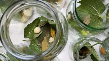Glass jars filled with green leaves and small insects evoke concepts of entomology, nature study, and biodiversity exploration video