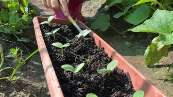 A person tends to young seedlings in a garden, highlighting sustainable gardening, growth, and nurturing nature video