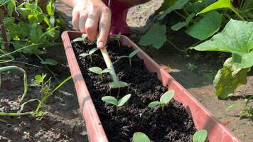 A person tends to young seedlings in a garden, showcasing sustainable gardening, nurturing growth, and eco friendly practices video