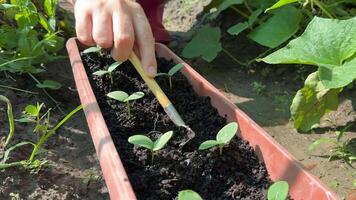 A person tends to young seedlings in a garden planter, highlighting gardening, sustainability, and growth with a focus on eco friendly practices video