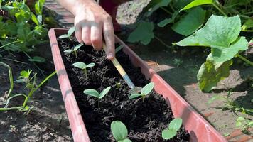 A person tends to young seedlings in a garden, highlighting gardening, sustainability, and growth Caucasian hand visible video