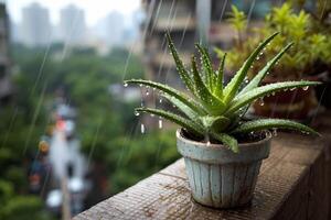 Rainy day aloe vera plant in pot video