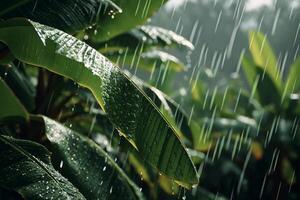 Rainy day in the jungle video