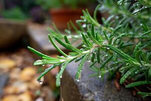 A plant with water droplets on it video