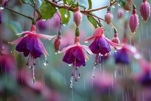Fuchsia flowers in the rain video