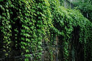 A wall covered in green vines video