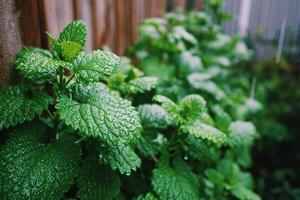 A close up of a plant with green leaves video