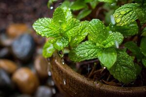 A potted plant with water droplets on it video