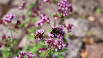 Bumblebee and honeybee working together, collecting nectar and pollen video