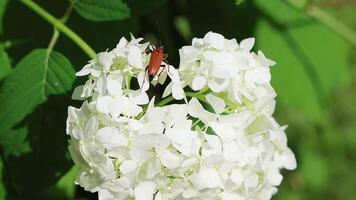 Red Longhorn Beetle Exploring White Hydrangea Flowers video