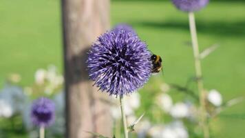 A Bumblebee gathering pollen on a purple allium flower video