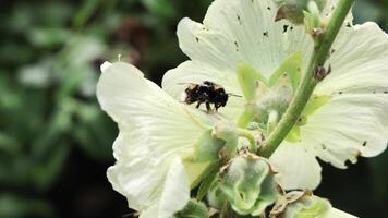 Bumblebee gathering pollen on a white flower video