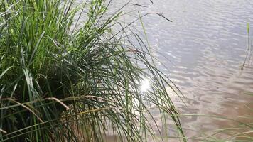 Green grass swaying by the lake reflecting sunlight video