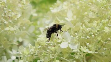 Bumblebee gathering nectar while delicately navigating white hydrangea petals video