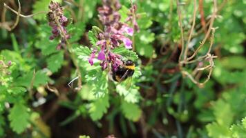 Fuzzy bumblebee gathering pollen from vibrant purple wildflower video