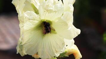 Bumblebee visiting white mallow flower, meticulously gathering pollen video