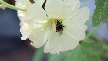 Bumblebee Gathering Pollen from White Flower in Slow Motion video