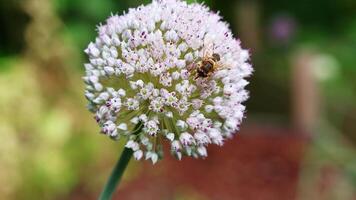 Tiny hoverflies hovering near white allium blossoms. video