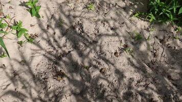 Shadows moving on sand and grass video