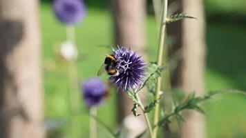 Bumblebee pollinating a purple flower in slow motion video