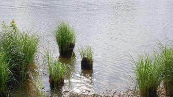 Verdant grass tufts rising from calm lake waters video