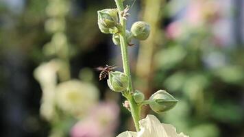 Delicate bee gliding with precise wing movements near developing hollyhock buds in graceful slow motion capturing intricate pollination dynamics. video