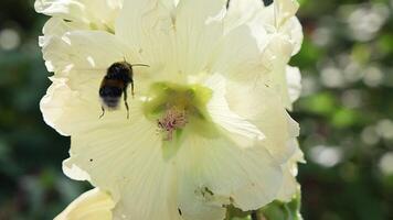 Bumblebee pollinating white flower in slow motion video