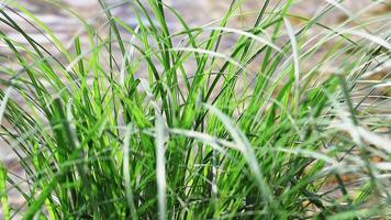 Green grass blades swaying gently in slow motion video