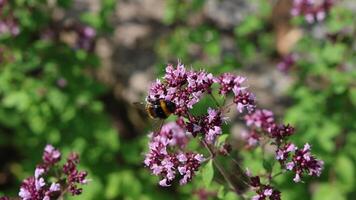 Fuzzy bumblebee hovering near purple oregano blossoms, carefully collecting golden pollen video