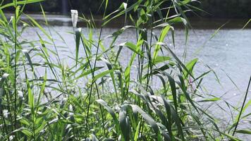 Green reeds swaying gently in the summer breeze by the lake video