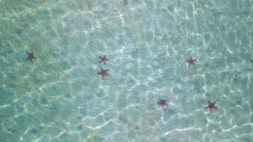 Aerial view of starfish in crystal-clear shallow tropical water, creating a natural pattern on the seabed. Beautiful marine scenery perfect for travel and nature themes. video