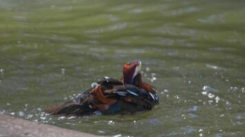 Mandarin Duck Bathing and Splashing Water in a Lake. Stunning Close-Up video