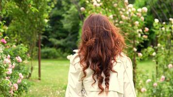 Rear view of woman in trench coat walking through spring rose garden video