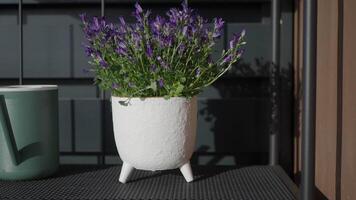 Beautiful purple flowers in a modern planter on display video