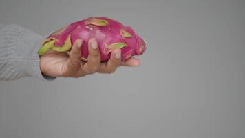 Discovering the vibrant dragon fruit in hand video
