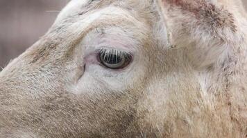 Close-up view of a cow's eye in a quiet pasture video