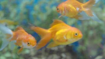 Beautiful goldfish swimming in a tranquil aquarium setting video