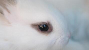 Soft white bunny close-up with expressive eyes video
